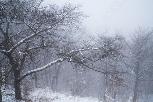 Blurred background image of Winter landscape ,Trees with snow in forest 
