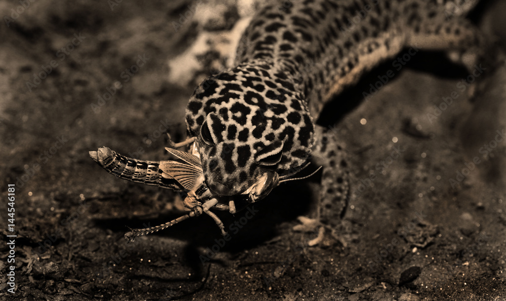 leopardgecko leopardgecko