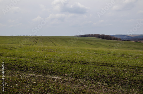 Green field of wheat on spring