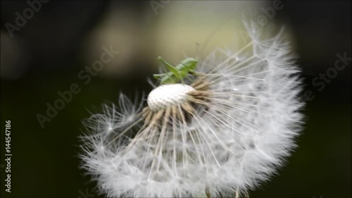 Grillo su soffione mosso dal vento photo