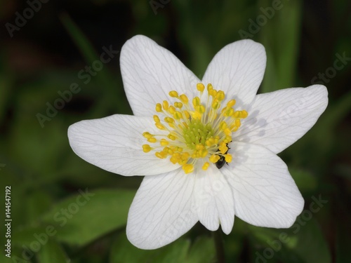Blossom of wood anemone (windflower, thimbleweed, smell fox) (Anemone nemorosa). Macro.