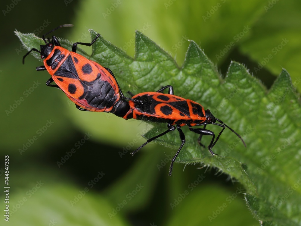Two firebug (Pyrrhocoris apterus) - mating. Macro. Two firebug (Pyrrhocoris apterus) - mating. Macro.