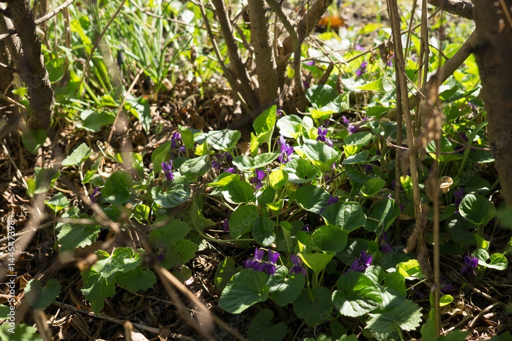 Obraz premium Gilliflower in the grass. Slovakia