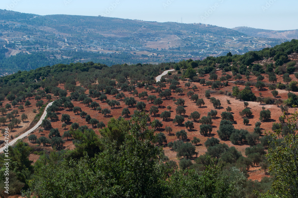 Obraz premium Giordania, 06/10/2013: la valle del Giordano vista dal castello di Ajlun, fortificazione musulmana costruita nel XII secolo considerata uno dei maggiori esempi di architettura militare araba