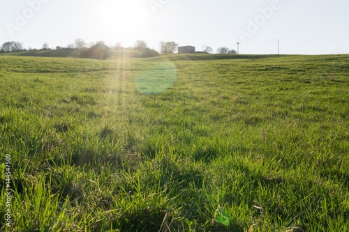 Meadow with green grass and trees during sunny day. Slovakia