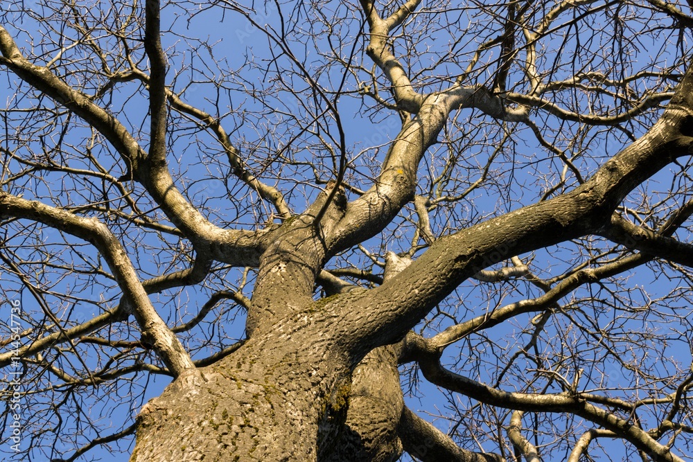 Tree branches. Slovakia