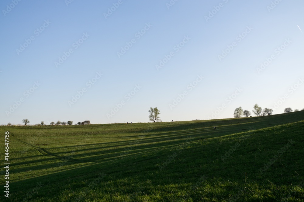 Meadow with green grass and trees during sunny day. Slovakia