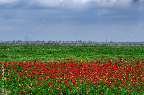 Red tulips in the grass © komokvm