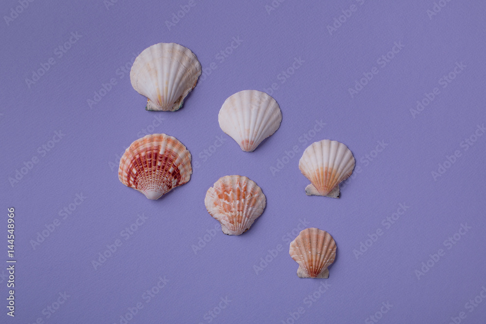 Still Life of Seashells