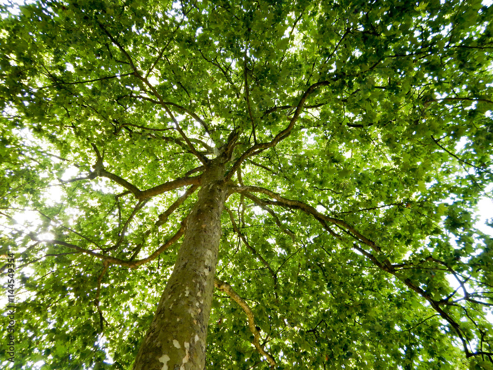 Fototapeta premium grown thick with green