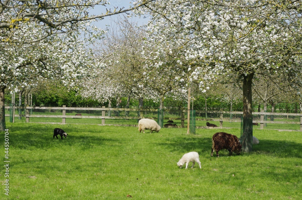 Obraz premium Moutons dans une prairie
