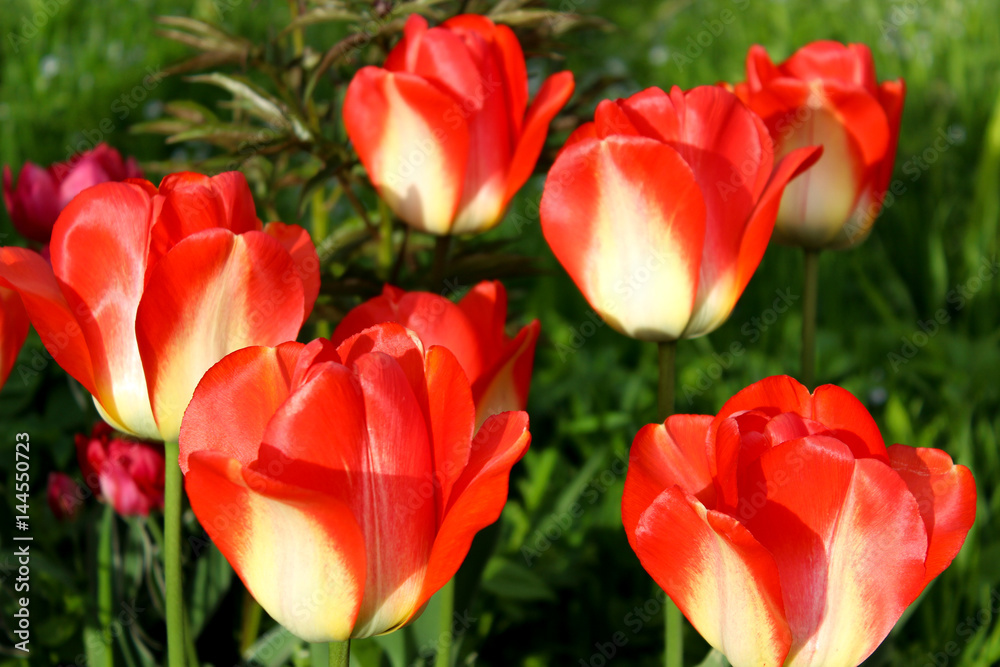 red tulips, the bed of flowers