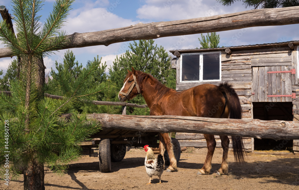Horse and rooster in the courtyard in the eco-settlement. Horse and rooster in the courtyard in the eco-settlement.