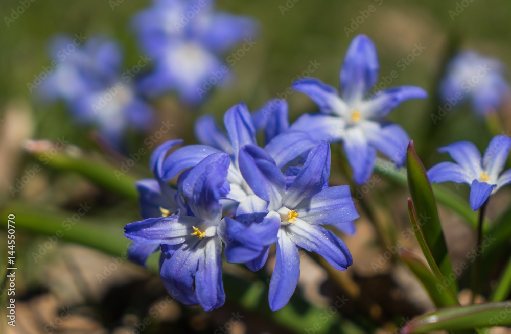 spring violet flowers in green grass spring violet flowers in green grass