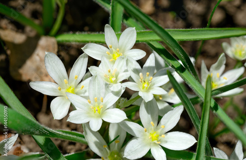 Close-up many bright white flowers of Star of Bethlehem  Ornithogalum  plant with  green lance-shaped leaves are in bright spring  sunlight.