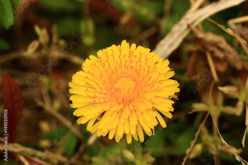 dandelion