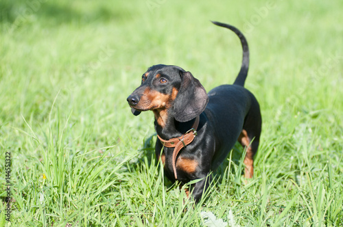 Dachshund portrait in green grass