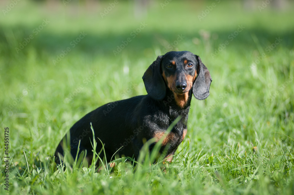 Dachshund portrait in green grass