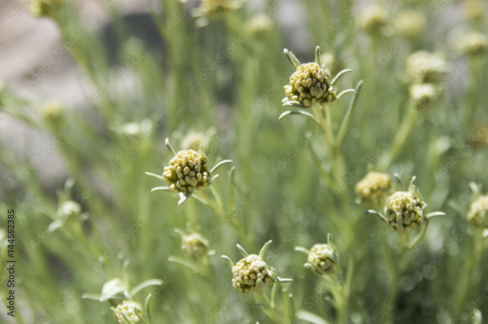 Immortelle or dwarf everlast (Helichrysum arenarium italicum) Immortelle or dwarf everlast (Helichrysum arenarium italicum)