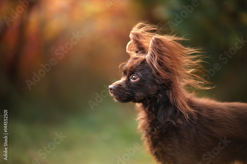 Dog Toy Terrier for a walk in the park