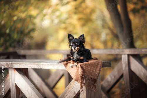 Dog Toy Terrier on a bridge in the park