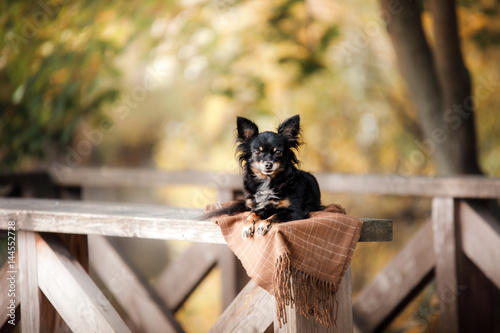 Dog Toy Terrier on a bridge in the park