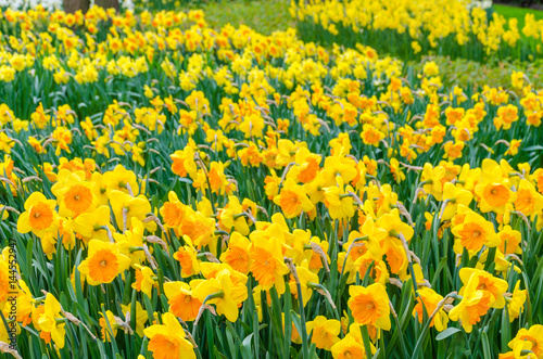 Fototapeta Naklejka Na Ścianę i Meble -  Yellow narcissus flowers,Beautiful Spring Flowers at the Keukenhof Garden, Lisse- Netherlands.
