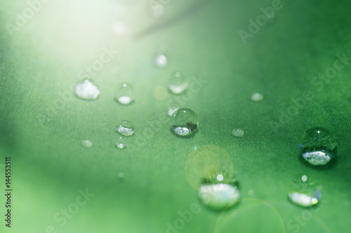 macro water drop on leaf close up in garden