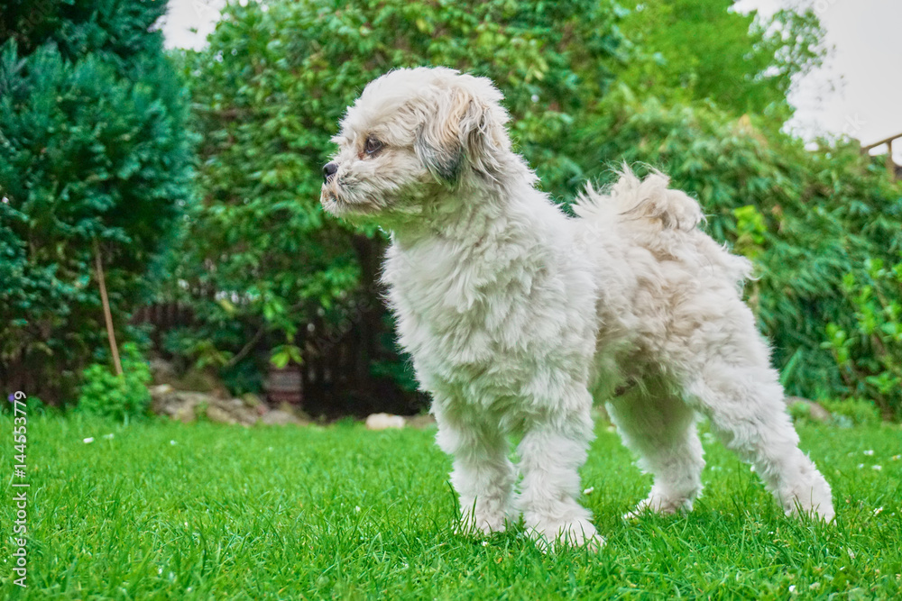 stolzer Hund stolzer Hund