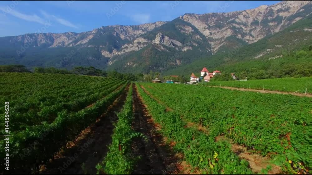 Sunny summer in the grape valley. 4k resolution. Grape terrace in the sunlight Sunny summer in the grape valley. 4k resolution. Grape terrace in the sunlight