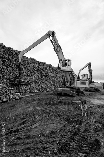 Cranes at warehouse territory logs are unloaded from the truck.