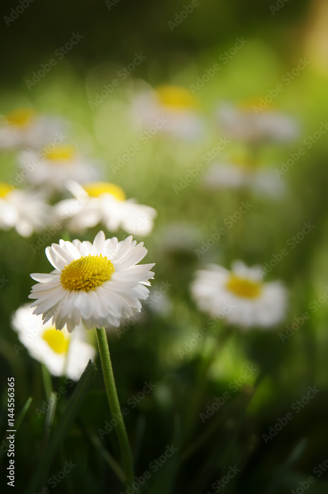 Fototapeta premium Spring flower in the meadow