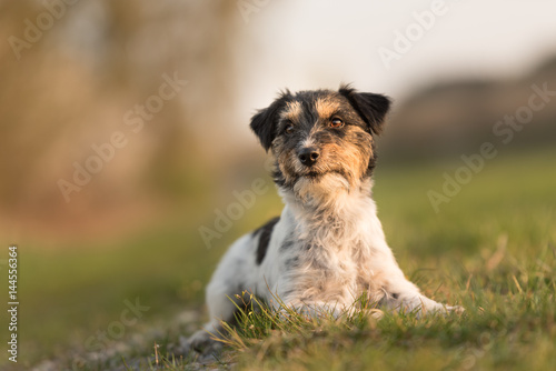 Fototapeta Naklejka Na Ścianę i Meble -  Hund sitzt bei Abendlicht auf einer Frühlingswiese - Jack Russell Hündin 2 Jahre alt