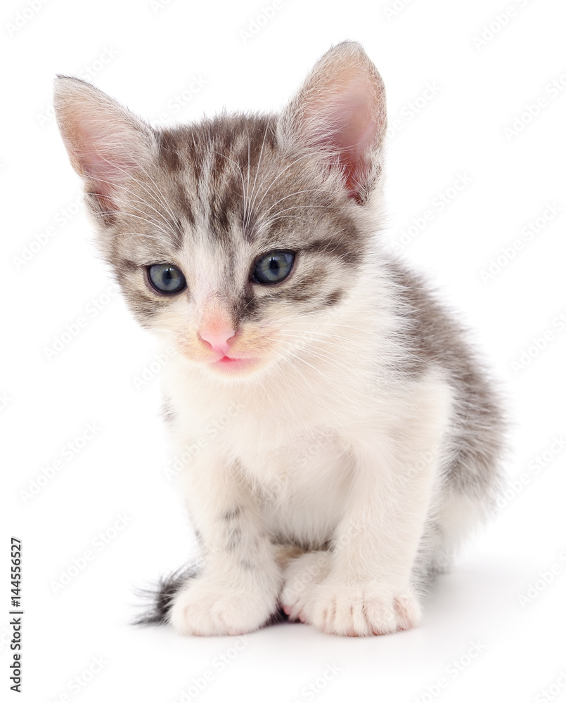 Fototapeta premium Kitten on white background.