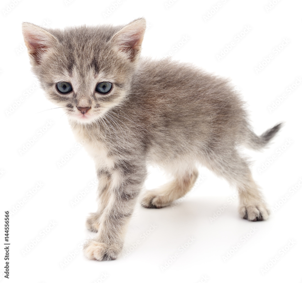 Fototapeta premium Small gray kitten.