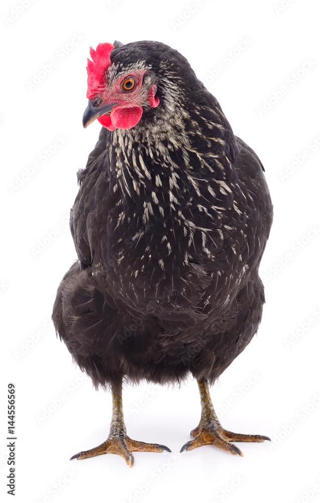 Black hen isolated. Black hen isolated.