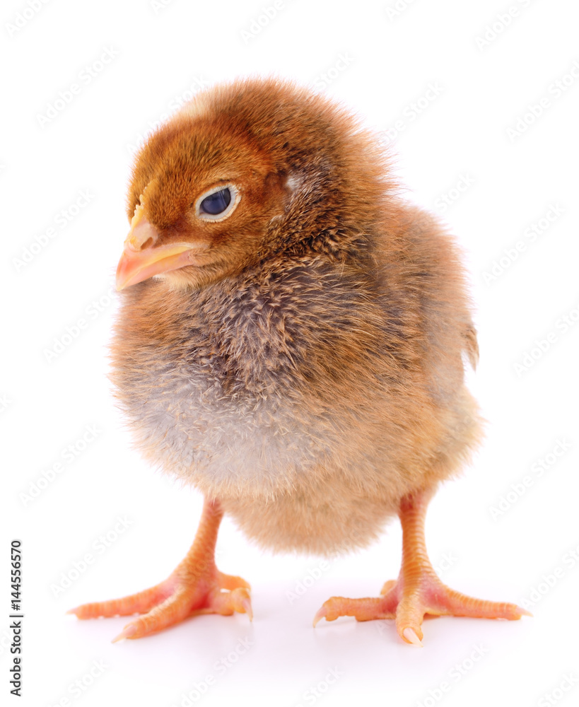 Obraz premium Small brown chicken.
