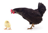 Hen and chicken