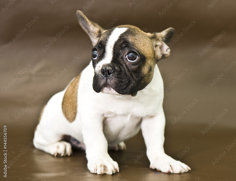 Fototapeta premium French bulldog puppy