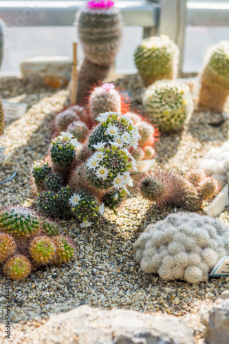 Cactus plants growing in botanic garden.