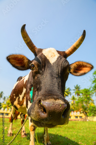 Cow funny face closeup, Ceylon