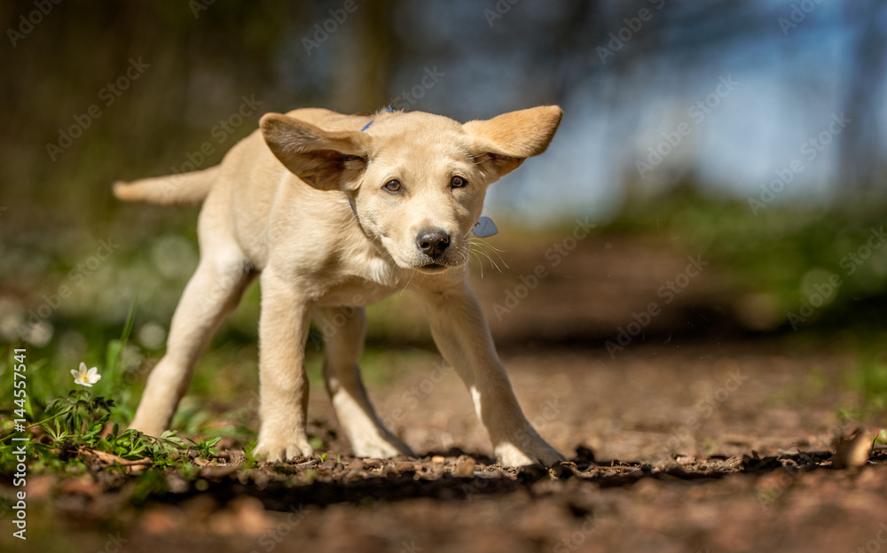 Young labrador retriever dog puppy Young labrador retriever dog puppy