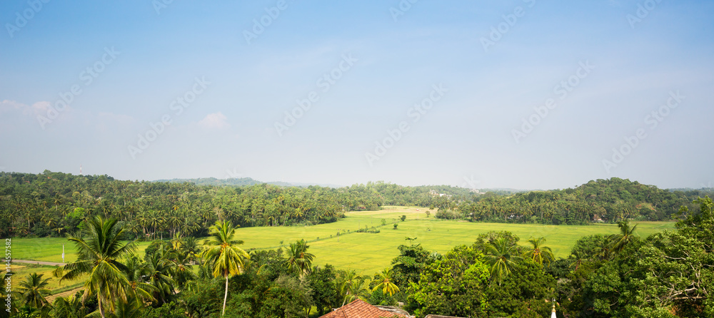 Green tropical forest in a valley on Ceylon