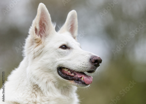 White german shepherd dog