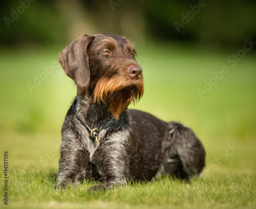 Dog outdoors in nature