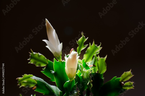 White christmas cactus