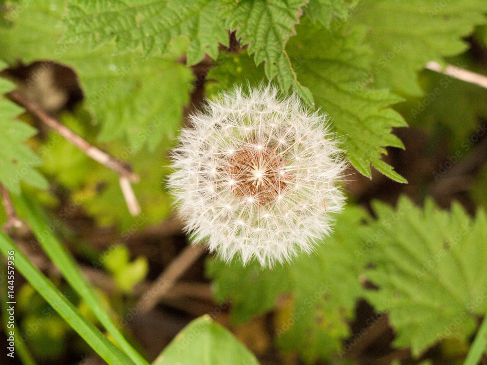 Dandelion. Dandelion fluff. Dandelion tranquil abstract closeup art background. dandelion air, white, beautiful meadow flower Dandelion. Dandelion fluff. Dandelion tranquil abstract closeup art background. dandelion air, white, beautiful meadow flower