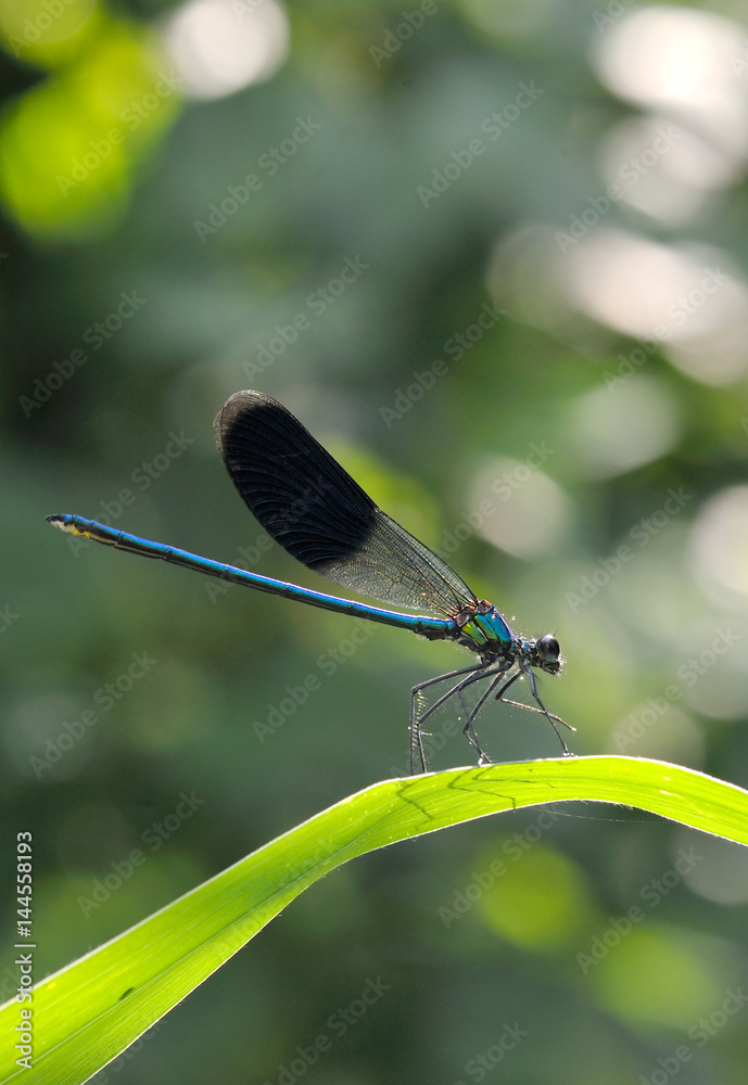 Some dragonfly wings are glowing beautiful blue glow. Some dragonfly wings are glowing beautiful blue glow.