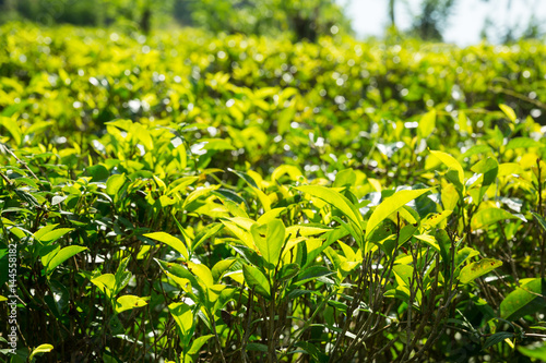 Ceylon tea bushes  green plantations of Sri Lanka