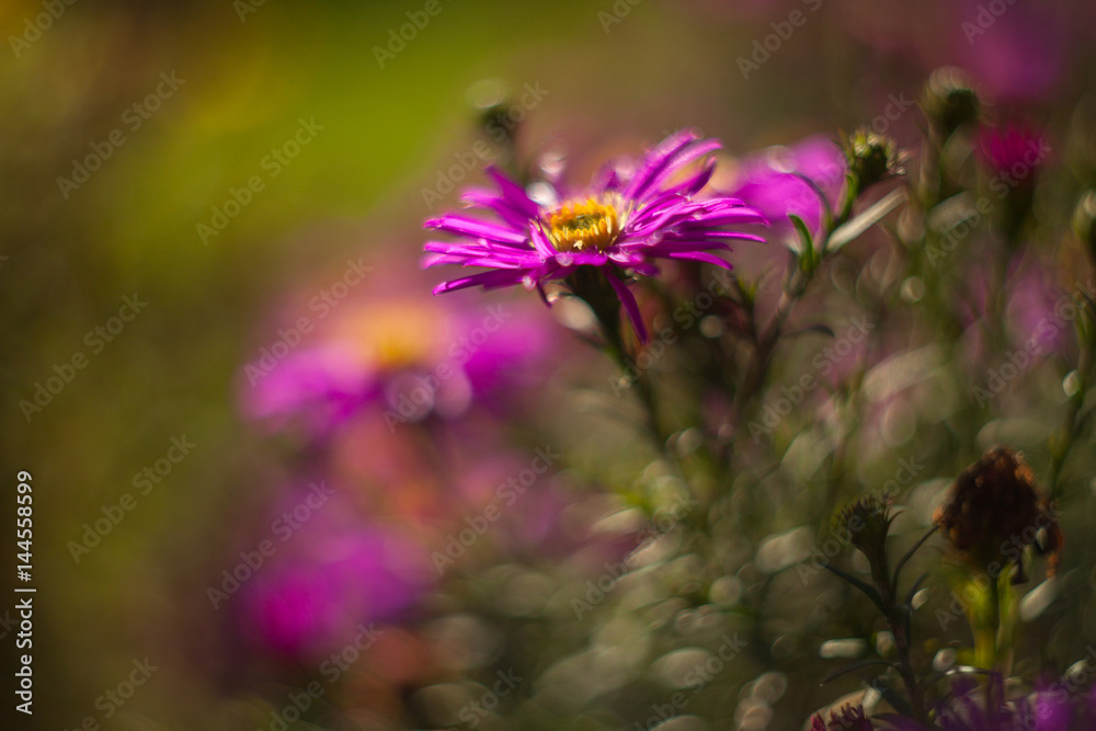 Beautiful red and pink flowers on green background Beautiful red and pink flowers on green background